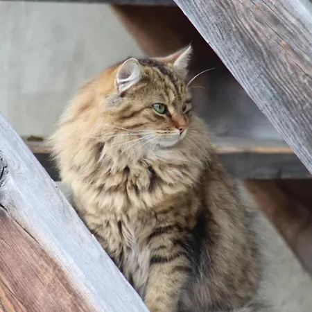 Stoffelehof Grosskirchheim