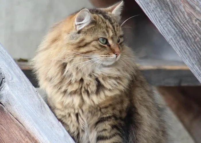 Stoffelehof Großkirchheim